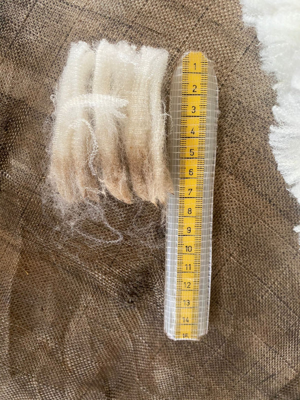 Parámetros de calidad de la lana: el largo de mecha.