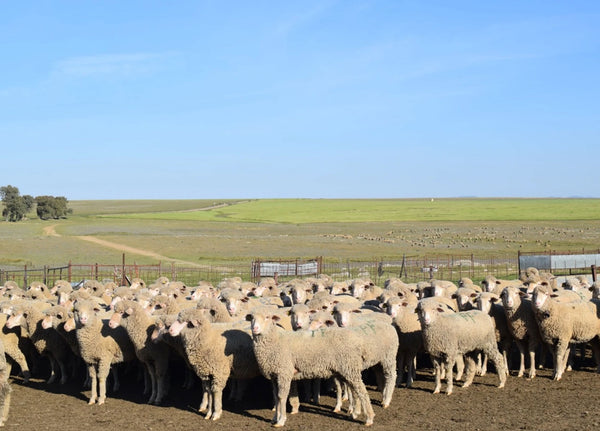 La lana de merina de Añino: resultado de bienestar animal.